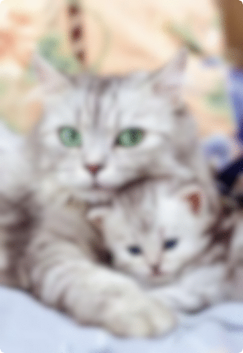 Looks better on device. Progressive JPG with Blur